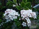VIBURNUM x burkwoodii 'Anne Russell' 