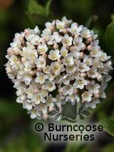 VIBURNUM x burkwoodii VIBURNUM x burkwoodii