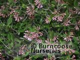 VIBURNUM x juddii  