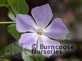 VINCA major VINCA major