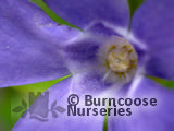 VINCA minor VINCA minor