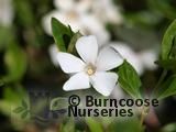 VINCA minor 'Alba' 