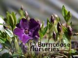 VINCA minor Atropurpurea 