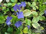 VINCA minor 'Aureovariegata' VINCA minor 'Aureovariegata'