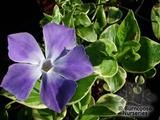 VINCA minor 'Bowles Variety' VINCA minor 'Bowles Variety'