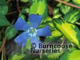 VINCA minor 'Illumination' 