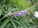 VITEX agnus-castus VITEX agnus-castus