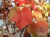 VITIS   
