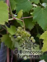 VITIS 'Muscat of Alexandria'  