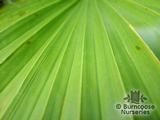 WASHINGTONIA WASHINGTONIA