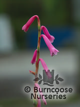 WATSONIA 'Tresco Hybrids' WATSONIA 'Tresco Hybrids'