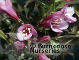 WEIGELA florida 'Foliis Purpureis' 