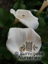 ZANTEDESCHIA aethiopica ZANTEDESCHIA aethiopica