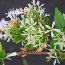 ABELIA chinensis