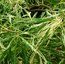 ACER palmatum dissectum 'Toyama Nishiki'