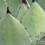 AGAVE