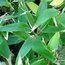 BAMBOO Shibataea chilensis