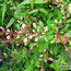 BERBERIS thunbergii 'Starburst'