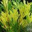 CALOCEDRUS decurrens 'Aureovariegata'