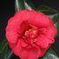 CAMELLIA 'Blackburniana'