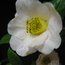 CAMELLIA 'Burncoose Apple Blossom'