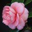 CAMELLIA 'Can Can'  