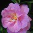 CAMELLIA 'Glenn's Orbit'  