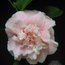 CAMELLIA 'High Hat'  