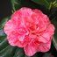 CAMELLIA 'Kick Off'  