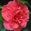 CAMELLIA 'Lady Erma'  