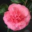 CAMELLIA 'Preston Rose'  