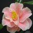 CAMELLIA 'Yours Truly'  