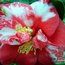 CAMELLIA 'Adolphe Audusson' 'Variegated' 