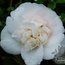 CAMELLIA 'Barbara Woodruff'  