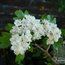 CRATAEGUS laevigata 'Plena'