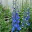 DELPHINIUM 'Blue River'