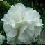 DIANTHUS