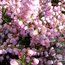 HEATHERS Calluna vulgaris 'County Wicklow'