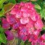 HYDRANGEA 'Sybilla'  
