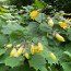 KIRENGESHOMA palmata KIRENGESHOMA palmata