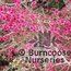 LEPTOSPERMUM scoparium 'Red Falls' 