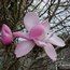 MAGNOLIA 'Copeland Court'