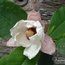 MAGNOLIA 'Summer Solstice'