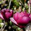 MAGNOLIA 'Sweet Merlot' MAGNOLIA 'Sweet Merlot'