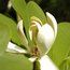 MAGNOLIA officinalis
