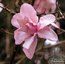 MAGNOLIA sargentiana MAGNOLIA sargentiana