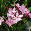 NERIUM oleander