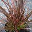 PHORMIUM 'Thumbelina'  