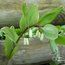 POLYGONATUM multiflorum 'Variegatum'