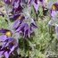 PULSATILLA